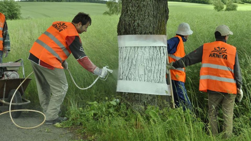 Nejčastější příčiny dopravních nehod? Nepozornost a špatný odhad situace, ne stromy v alejích