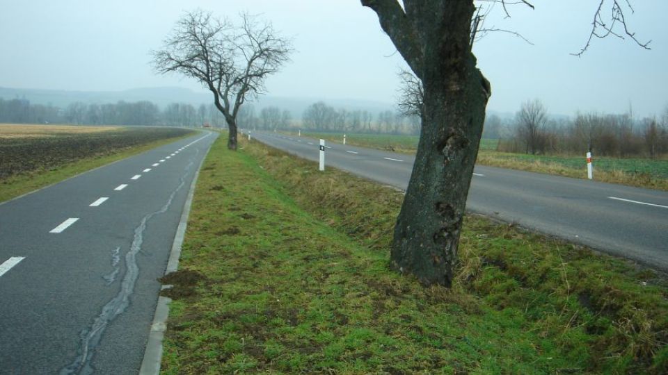 Stromů podél silnic v roce 2016 opět ubylo. Obrat by mohl přinést adaptační plán na změnu klimatu