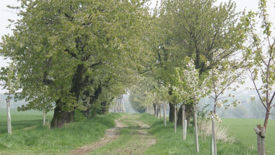 Začíná hlasování v anketě Alej roku 2011