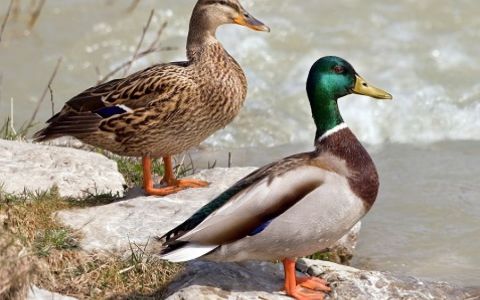 Všechny kachny v pořádku, až na jednu