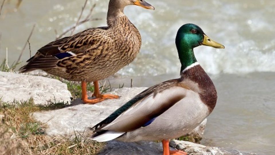 Všechny kachny v pořádku, až na jednu