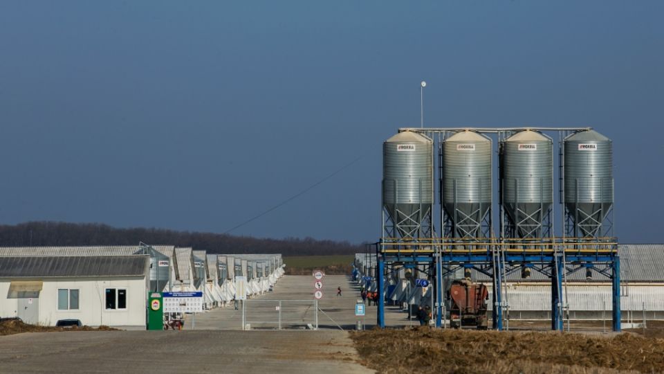 Life in Vinnytsia is highly affected by massive chicken industry