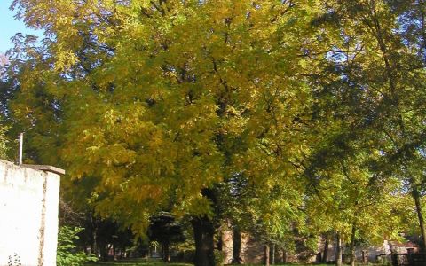 Padne park kvůli domovu důchodců a parkovišti?