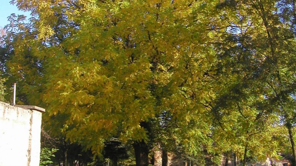 Padne park kvůli domovu důchodců a parkovišti?