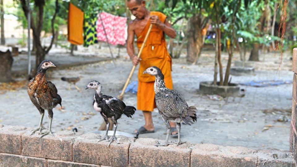 Two New Studies Revealed POPs Pollution across Thailand