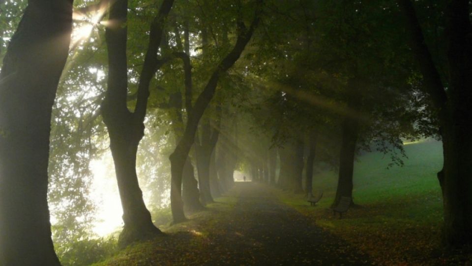 People chose it as the second most beautiful tree-lined avenue in the Czech Republic, now the trees have been felled