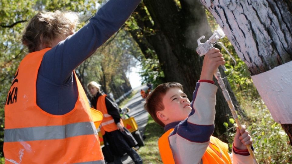 Natírat a chránit: alej u Dolních Tošanovic dostala bílé bezpečnostní pruhy