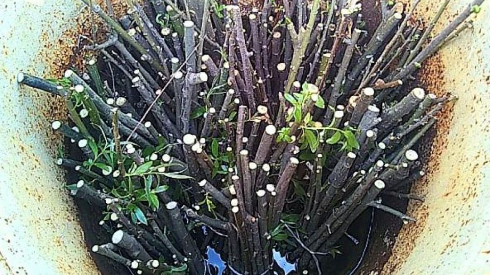 Willow planting along Dniester river in Balabanesti