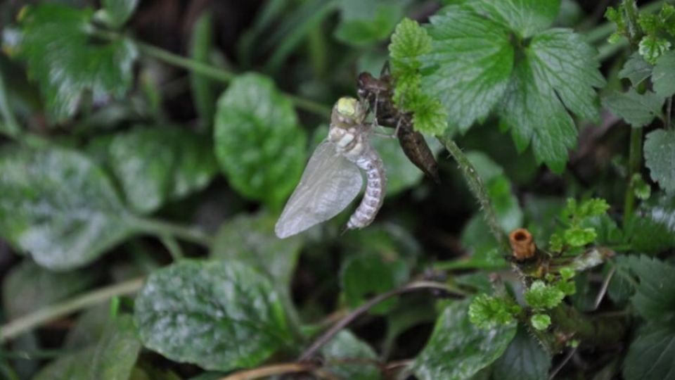 Arnika spolu se žáky ZŠ Břidličná odebrala sedimenty z potoka Polička. Pátrají po pesticidech z polí.