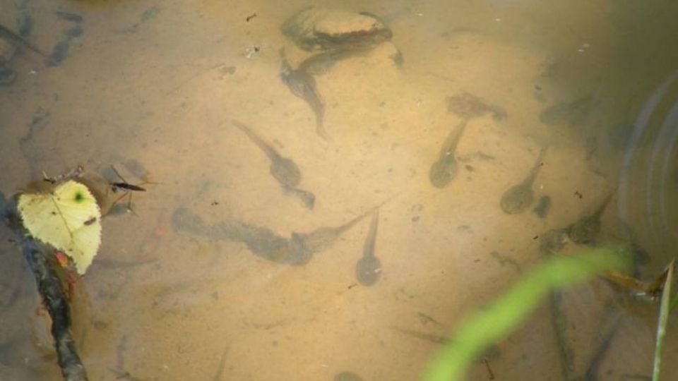 Arnika otestuje bahno z potoka na pesticidy. S odběry vzorků pomohou studenti.