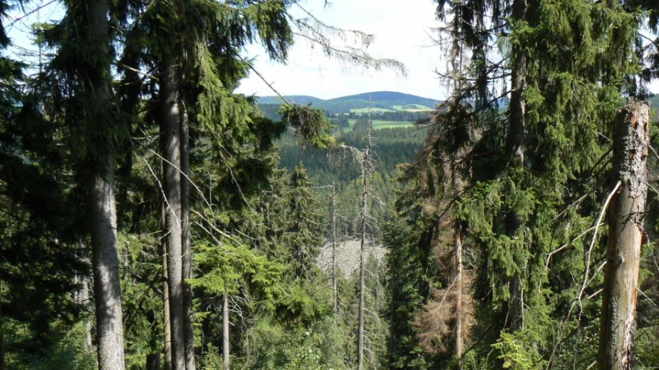 Výzvu za záchranu Národního parku Šumava podporuje také sdružení Arnika