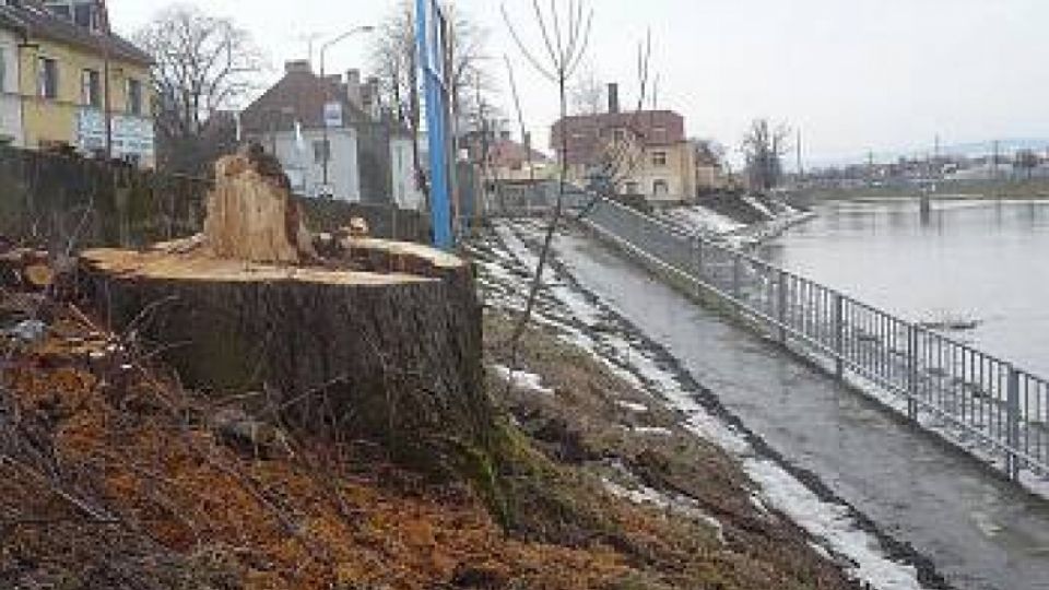 Kácení podél řeky Moravy v Uherském Hradišti