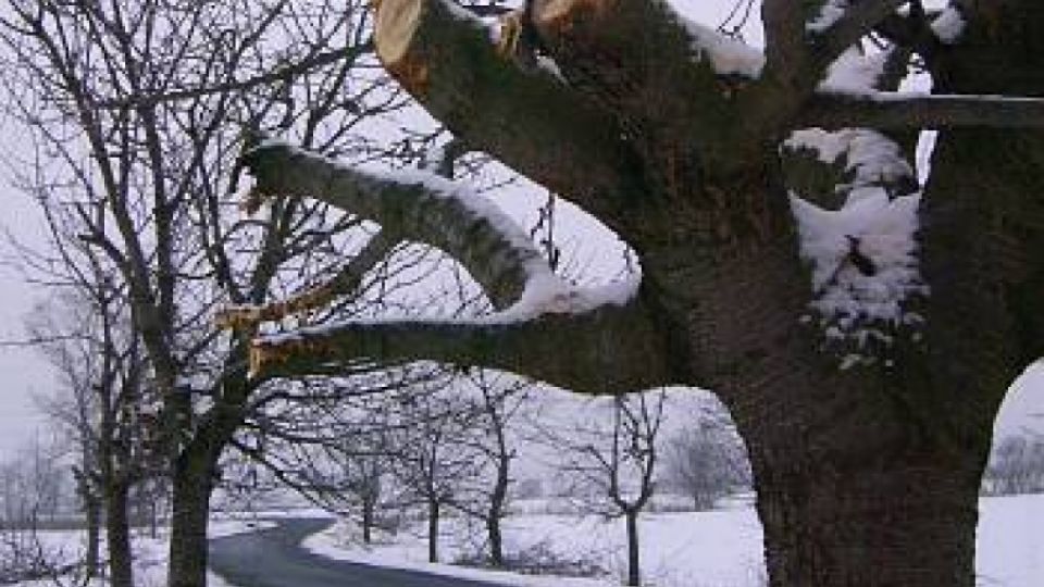 Z třešňové aleje v Bohuňovicích zbyly jen pahýly