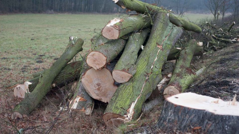 Zpomalme na silnicích. Zachráníme stromy i lidské životy