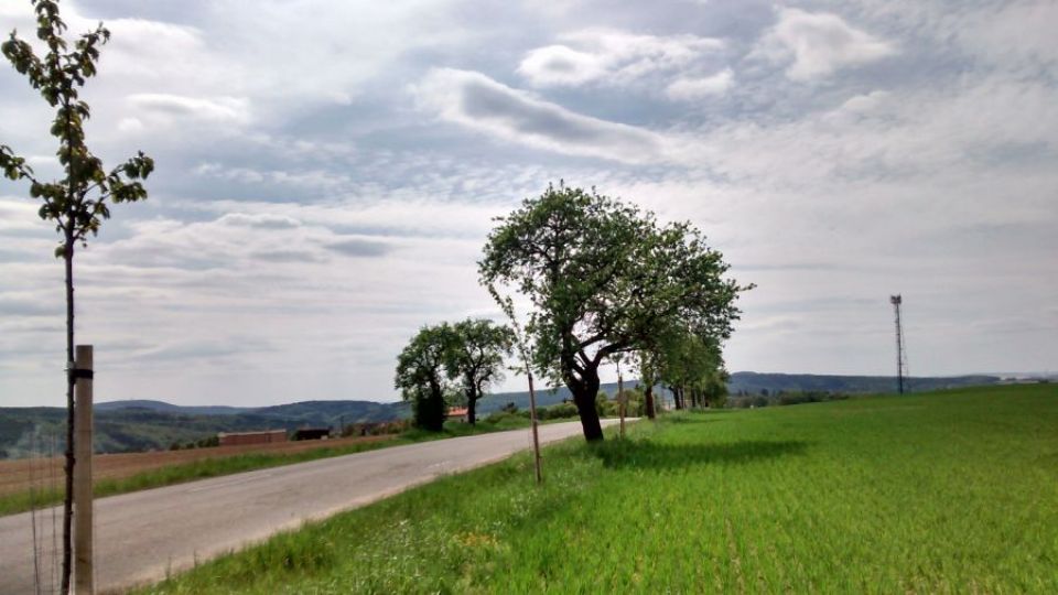 Jak se daří třešňové aleji ve Štípě 2015