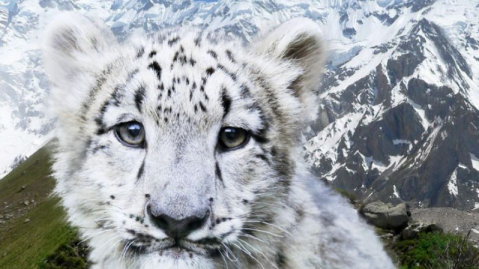 International committee of legal experts will discuss the possibilities of saving snow leopards