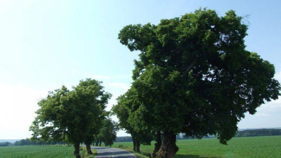 Natírání bezpečnostních pruhů na alej u Uherského Ostrohu