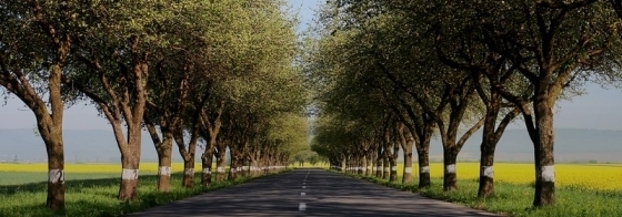 alej na sirku Alena Kankova mezi hurkou a jesenikem nad odrou