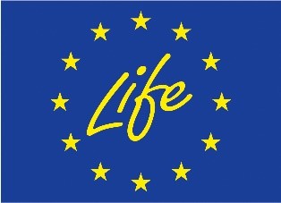 life logo