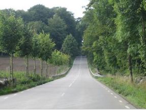 Photo 1 : Les contraintes d’espace ont imposé de planter pres du bord de la chaussée (Suede). Foto: C. Pradines.